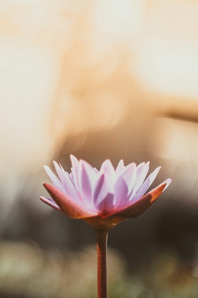 saffu-pYaKs30p9zg-unsplash